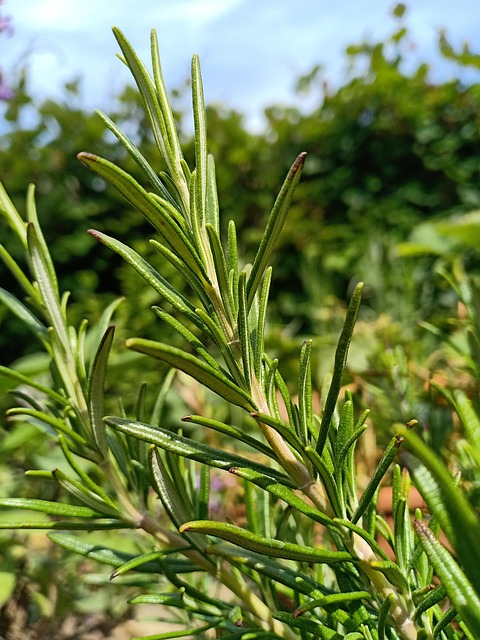 Rosemary growing in the garder.